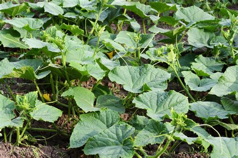 Cucumber Plants Growing In Garden High Quality Nature Stock Photos