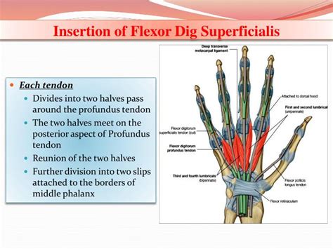 The fdp was secured to its insertion by mitek microanchor. PPT - Dr. Saeed Vohra PowerPoint Presentation - ID:2822226