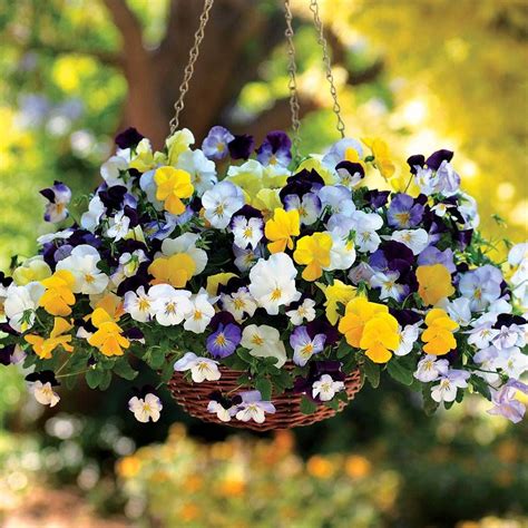 Cool Wave Mix Pansy Seeds Park Seed