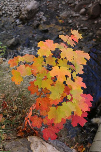 Fall Maple Clump Free Stock Photo Public Domain Pictures