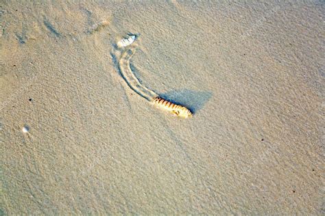 Sandworm At The Beach Tries To Reach The Saltwater — Stock Photo