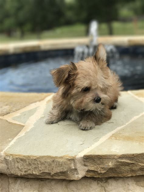 The morkie dog is a playful, designer breed. Morkie Puppies For Sale | Lipan, TX #222194 | Petzlover