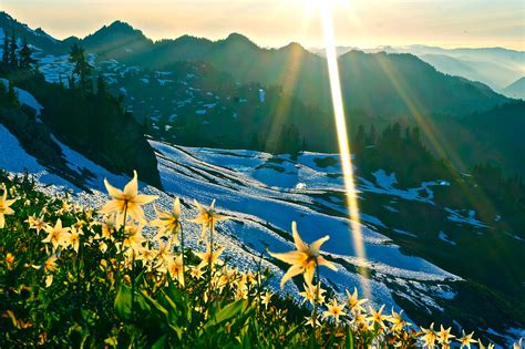 Avalanche Lilies And Sunstar High Divide Olympic Np Flickr