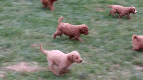 We don't have any puppies at this time, but check back to the 'puppies later' page for announcements about any planned litters! Mini Labradoodle Puppies for Sale - YouTube