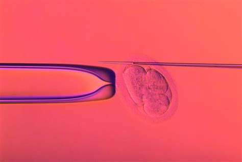 Ivf Embryo Testing Photograph By Pascal Goetgheluckscience Photo Library