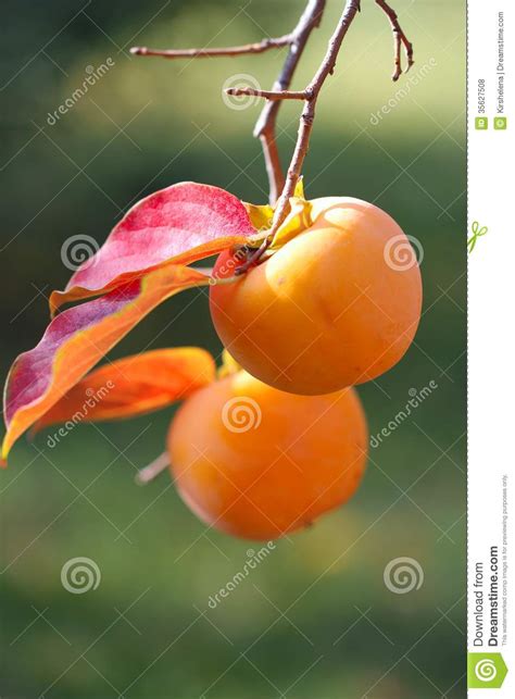 Persimmon Fruit Detail Orange Color On The Tree Branch Stock Photo