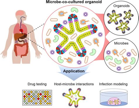 Organoid Technology New Opportunities For Drug Discovery • Healthcare