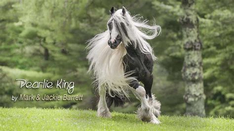 Pearlie King Gypsy Vanner Stallion Total Horse Channel