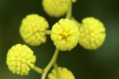 Plants of the genus anigozanthos have an inflorescence bearing a resemblance to the paw of a kangaroo. Golden Wattle: The National Flower of Australia | National ...