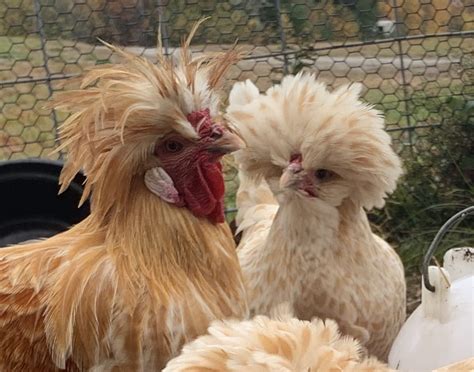 White Laced Buff Polish Chicks Wheaton Mountain Farm