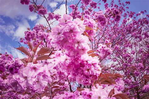 Sakura Cherry Flowers Wallpaper Hd Flowers 4k Wallpapers Images