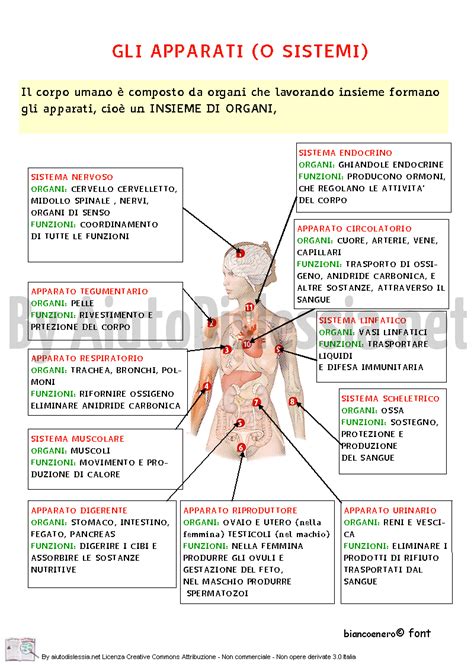 Oppure capita a tutti di avere dei dolori in una data posizione del corpo e. Il Corpo Umano Ist. Superiore | AiutoDislessia.net