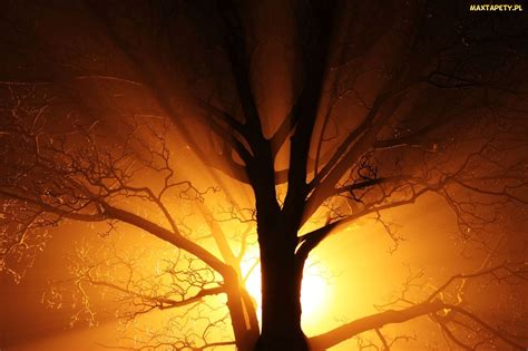 Tapety zdjęcia Drzewo Światło Przebijające Konary