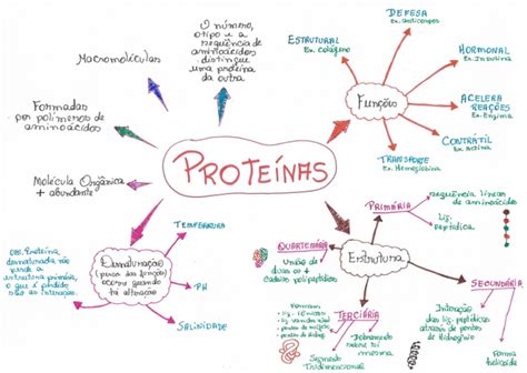Mapa Mental Completo Proteínas Biologia