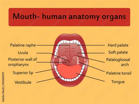 Human Mouth Anatomy Open Mouth Explaining Stock Vector