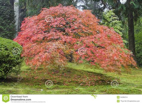 Old Japanese Maple Tree In Autumn Stock Images Image 34285214