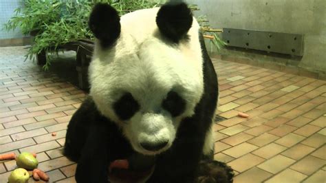 Panda Bao Bao Im Berliner Zoo Youtube