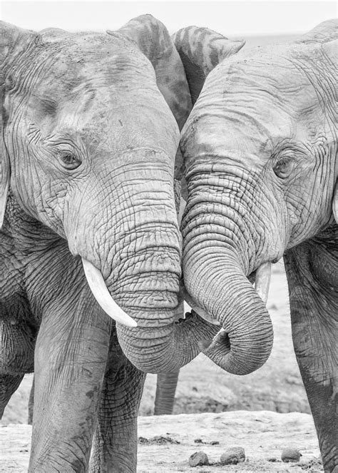 Elephants In Love Poster Hambedo