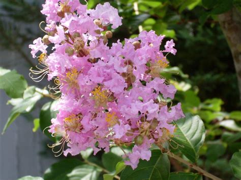 Creeping myrtle — welsh witch mistress 01:57. Crepe Myrtles / I Must Garden Blog