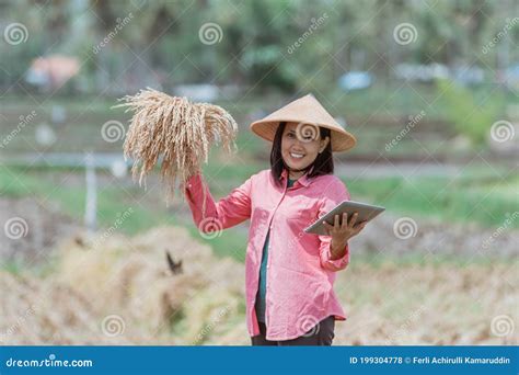 Female Farmers Wear Hats And Hold The Rice Plants They Harvest While Standing Using Tablets