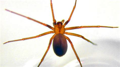 How To Identify Brown Recluse Spiders And Avoid Being Bitten Wichita