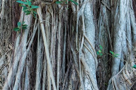 Ra Zes De Rvores Crescendo Em Caule Lenhoso Ou Tronco Em Fundo Natural