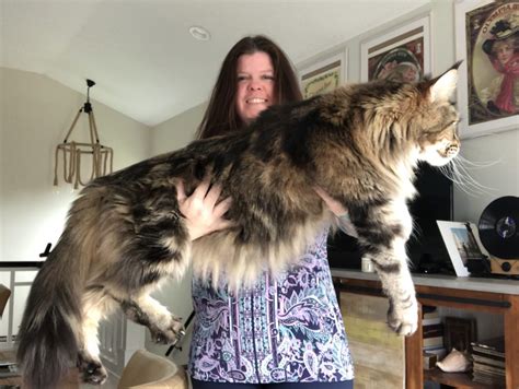 Omg Thats A Huge Maine Coon ⋆ Sassy Koonz Maine Coons