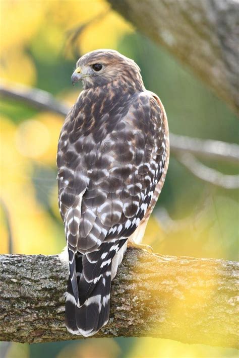 Hawks In Michigan The Bird Guide