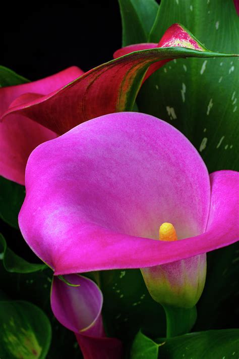 Pink Calla Lily Garden Still Life Photograph By Garry Gay Fine Art