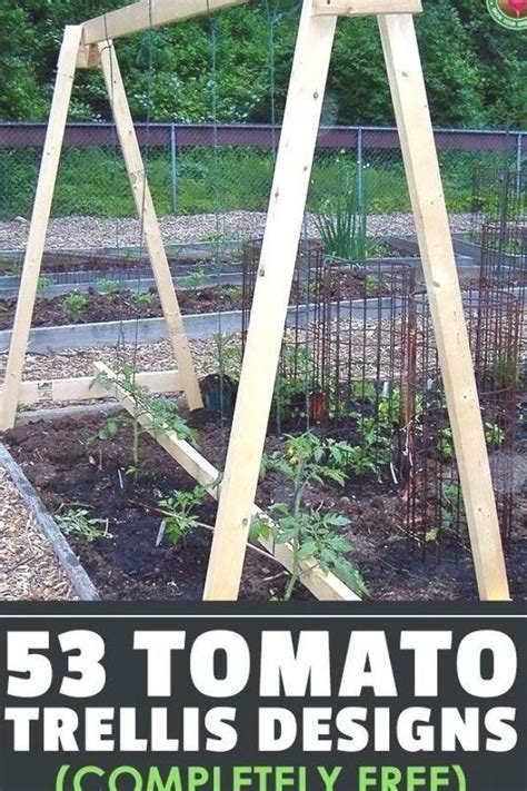 If You Grow Indeterminate Tomatoes These Tomato Trellis Designs And