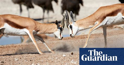 Week In Wildlife In Pictures Environment The Guardian
