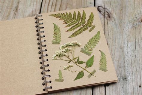 Check spelling or type a new query. The Dainty Squid: Plant Pressing Tips! | Pressed flower ...