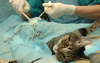 Healthy dogs and cats can be sterilized as young as eight weeks, if they are a male dog neuter is generally five to twenty minutes, depending on his age and size at the time of neuter. If She's Been Spayed… | Animal Planet