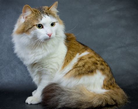 Ragamuffin Cat Breed Info Pictures Temperament And Traits Pet Keen
