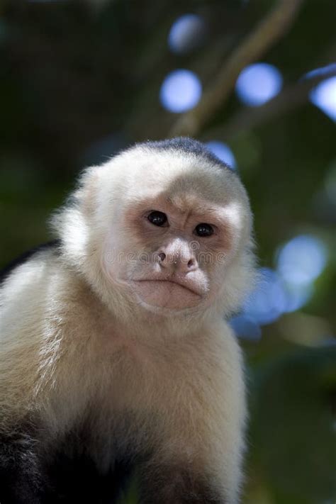Capuchin Monkey Vii Stock Image Image Of Capucinus South 9772521