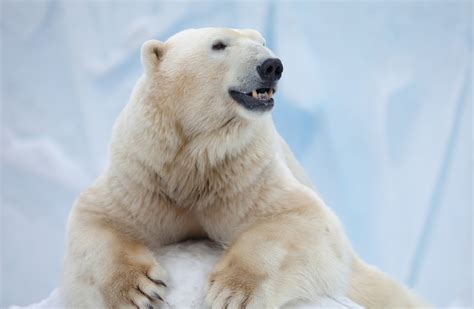 Synthetic Polar Bear Hair Could Be The Next Big Step In Architecture