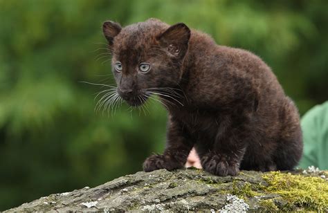 Twin Baby Panthers Born At Berlin Zoo Baby Panther Panther Cub Black