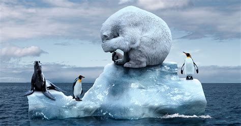 Vad Händer Om Vi Inför Isbjörnar På Antarktis