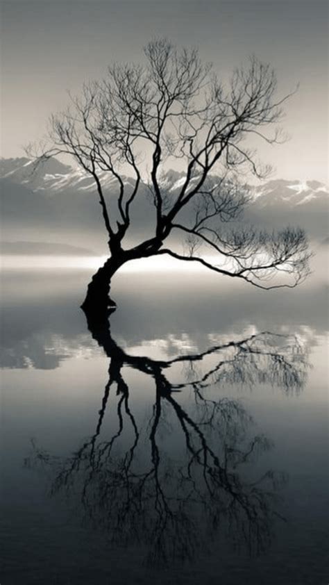 Hd Wallpaper Silhouette Of Bare Tree On Body Of Water Near Mountain At