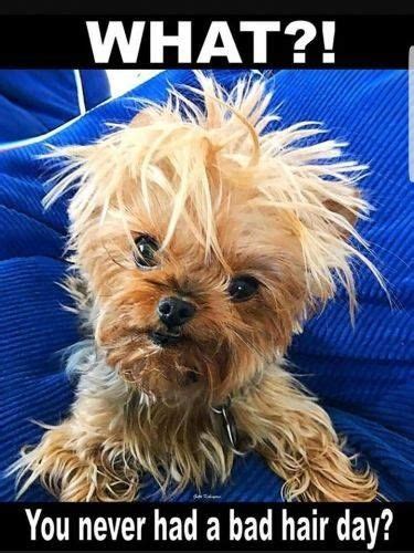 Badhairday Bad Hair Day Funny Animal Memes Weird Animals
