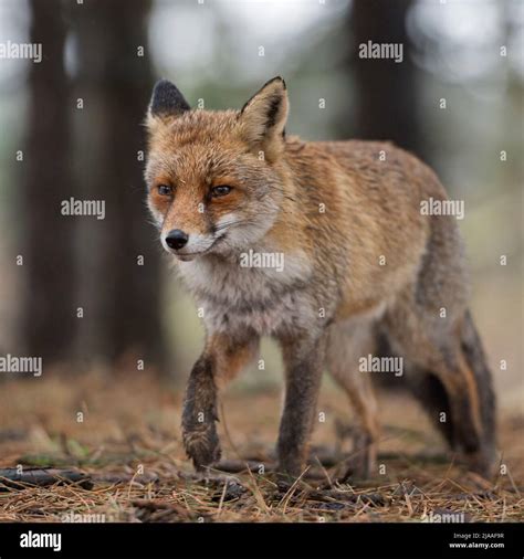 Red Fox Rotfuchs Vulpes Vulpes Adult Walking Through Woodland