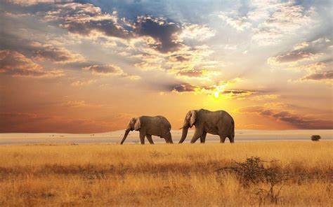 Beautiful Elephant Wallpapers Top Free Beautiful Elephant Backgrounds