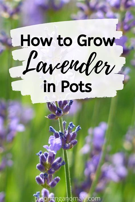 How To Grow Lavender In Pots In 2020 Growing Lavender Plants