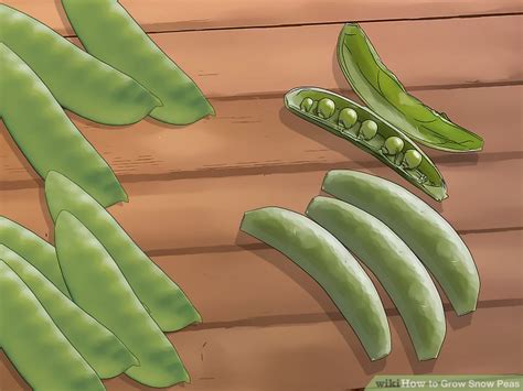How To Grow Snow Peas With Pictures Wikihow