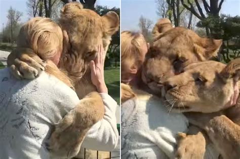 Latest Updates Lions Embrace Woman Who Reared Them As Cubs After Seeing Her For First Time In