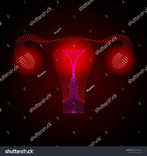 Uterus Ovary Cervix Fallopian Tubes Isolated Stock Vektorgrafik