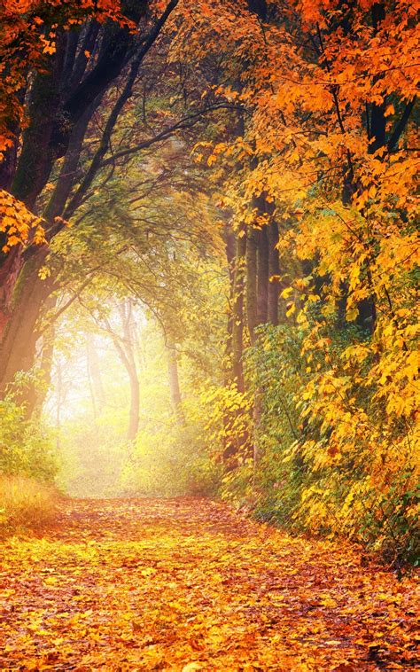 Download 1600x2560 Path Autumn Fall Trees Forest Scenery Cozy
