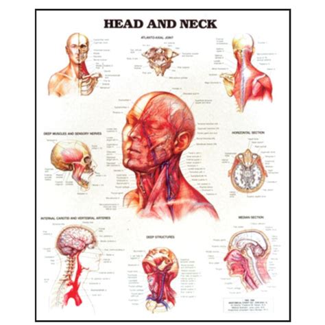 Anterior Neck Anatomy Anatomical Charts Posters