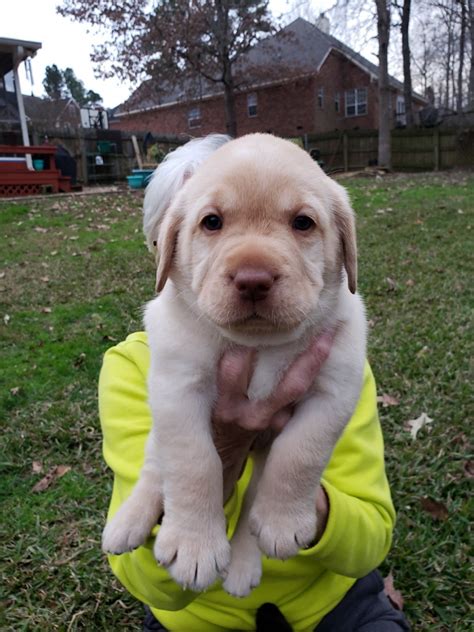 English cream golden retrievers are creamy white. Labrador Retriever Puppies For Sale | Evans, GA #289804
