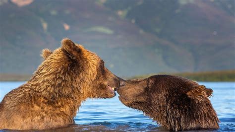 Pair Of Loved Up Bears Play Together And Kiss YouTube